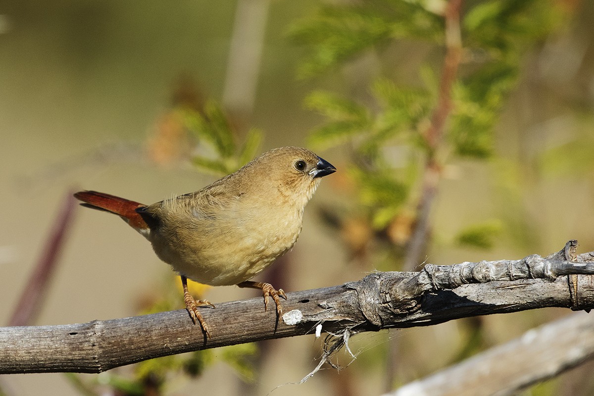 Star Finch - Leslie George