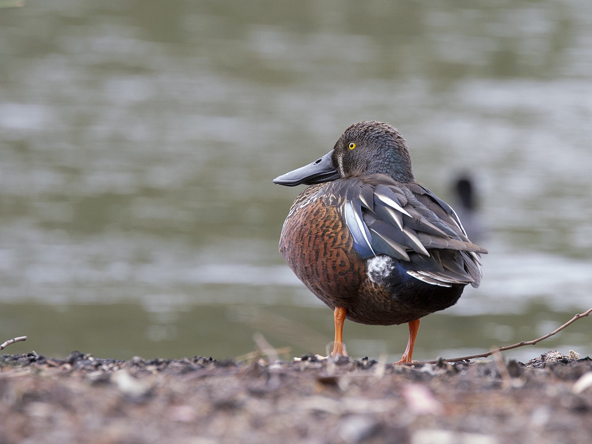 Australasian Shoveler - Leslie George