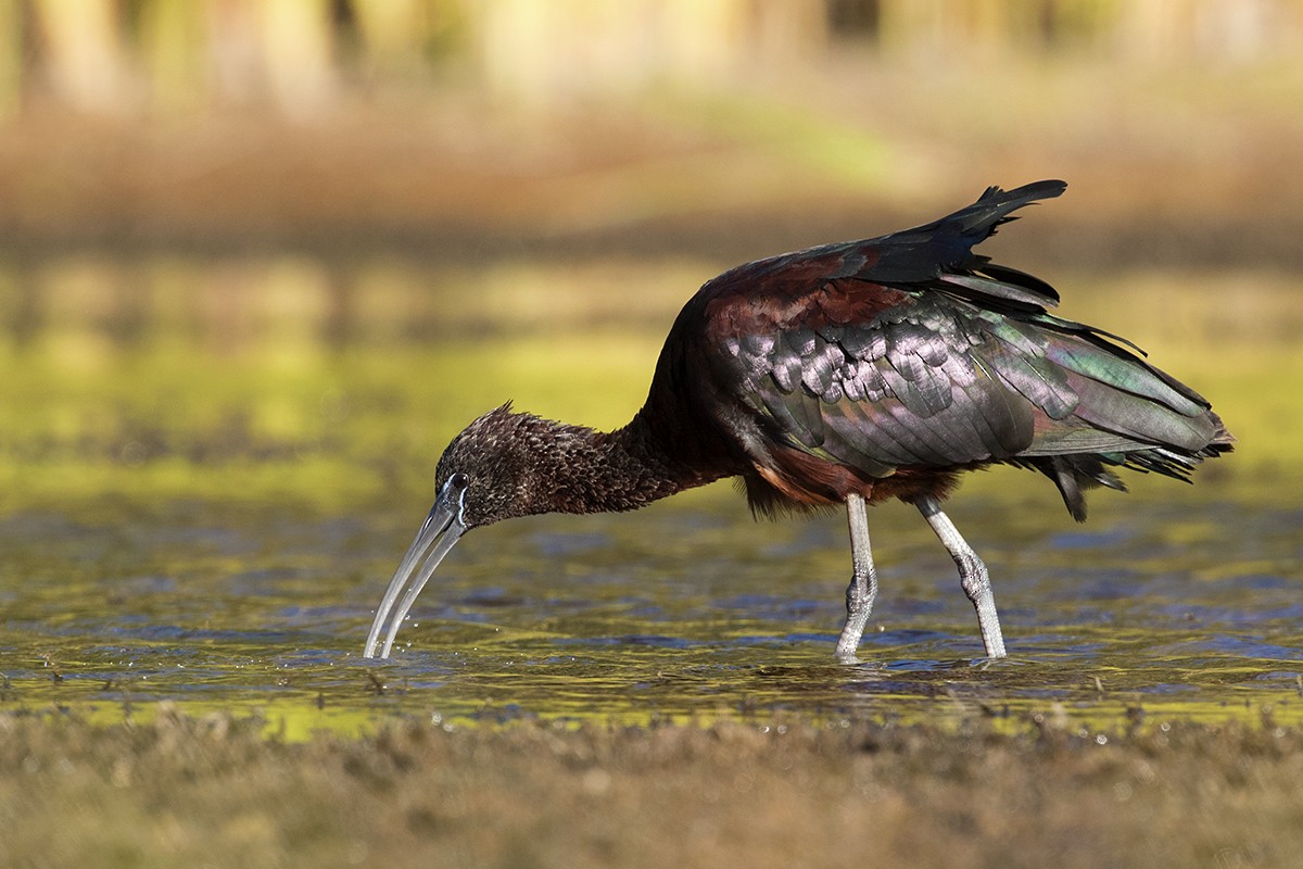 ibis hnědý - ML206219851