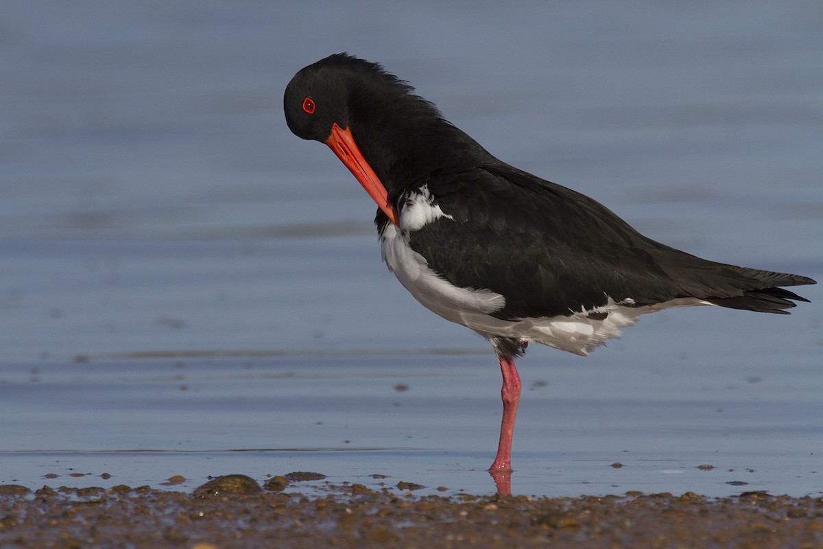 Pied Oystercatcher - ML206219861