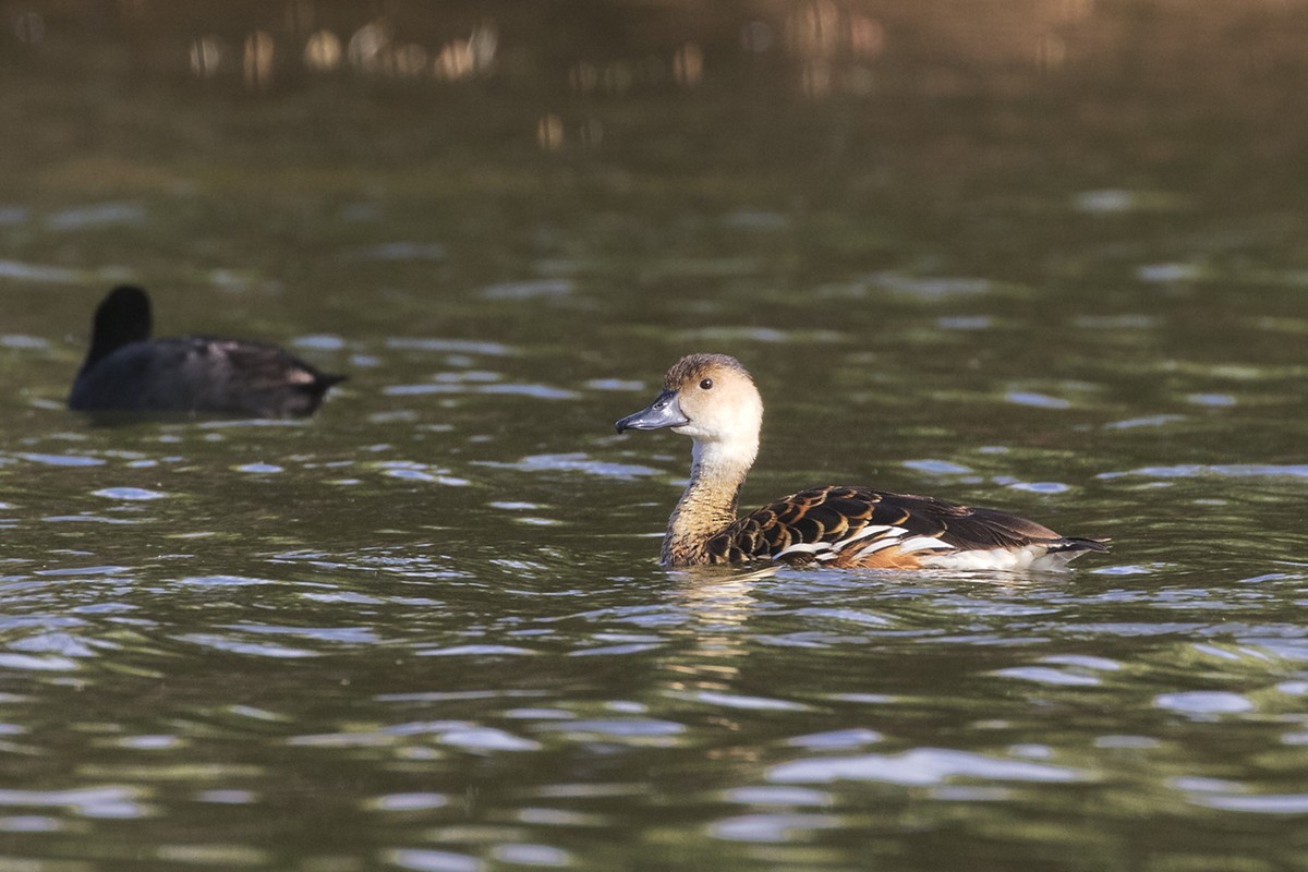 Wandering Whistling-Duck - ML206219911