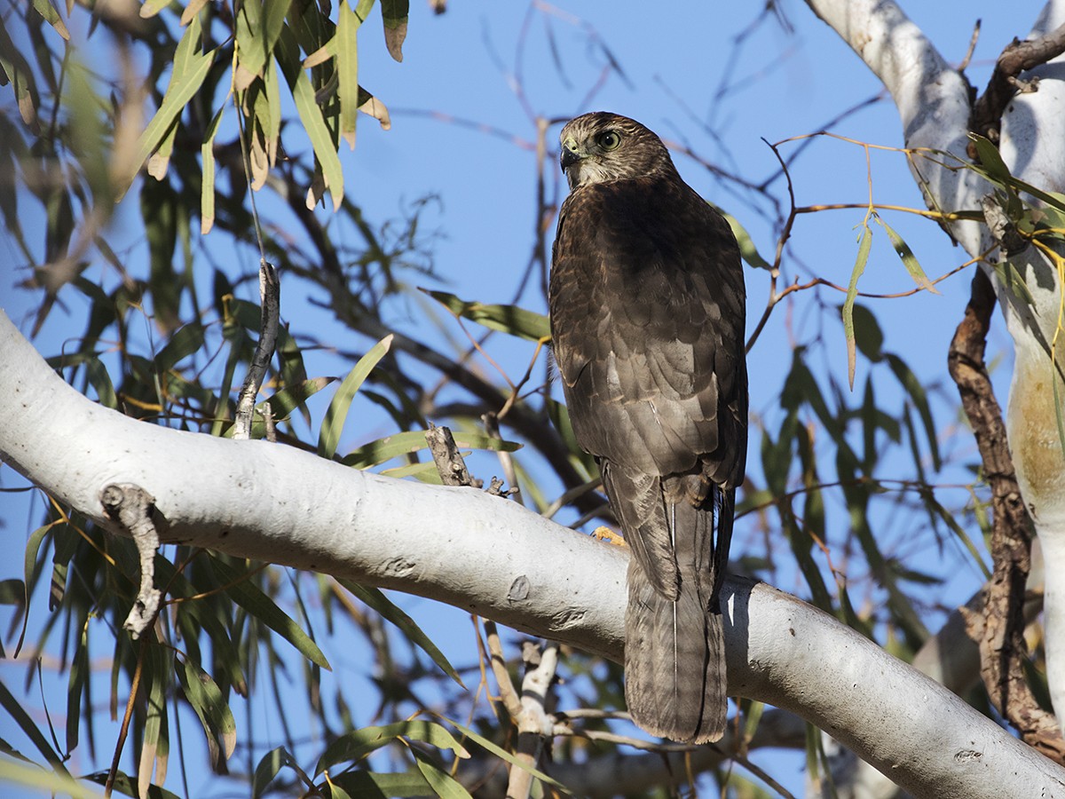 Brown Goshawk - ML206219931