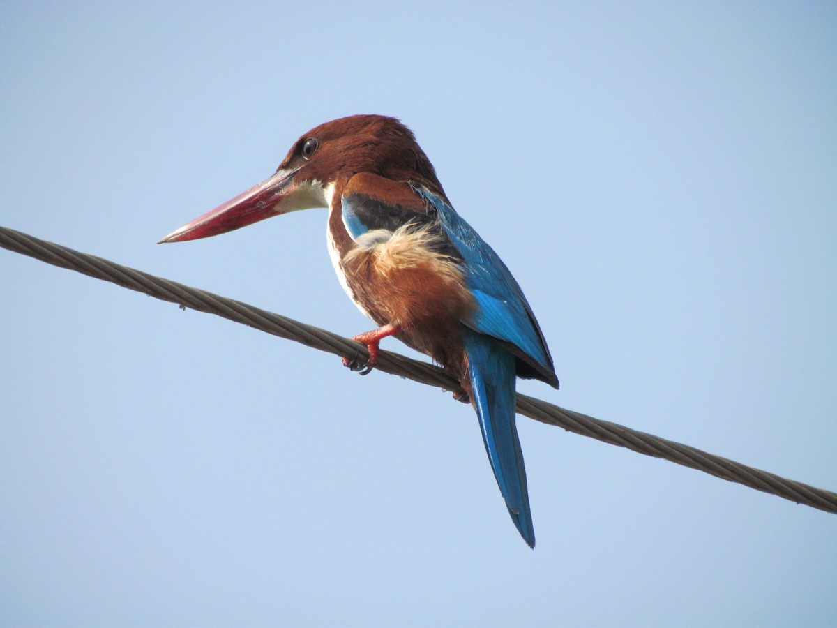 White-throated Kingfisher - ML206220051