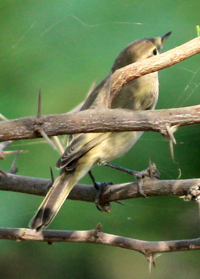 tanımsız Aves sp. - ML206220741