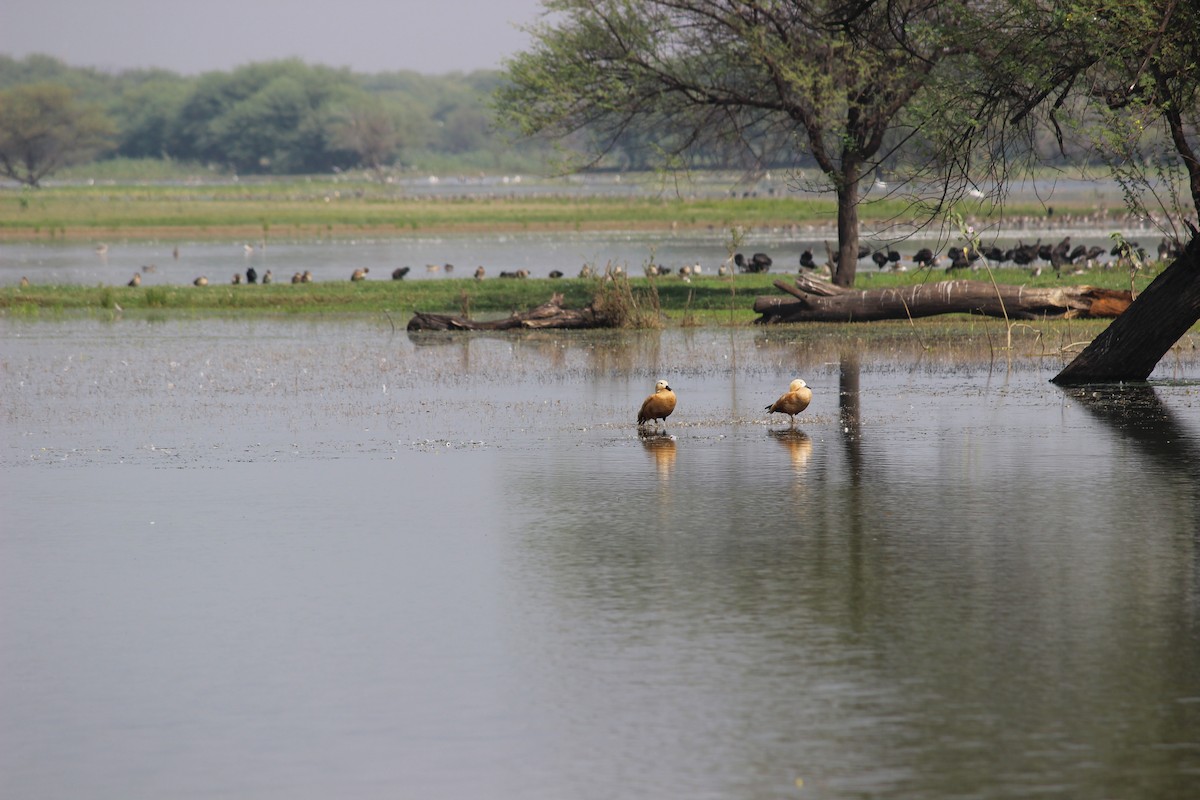 Ruddy Shelduck - ML206220951