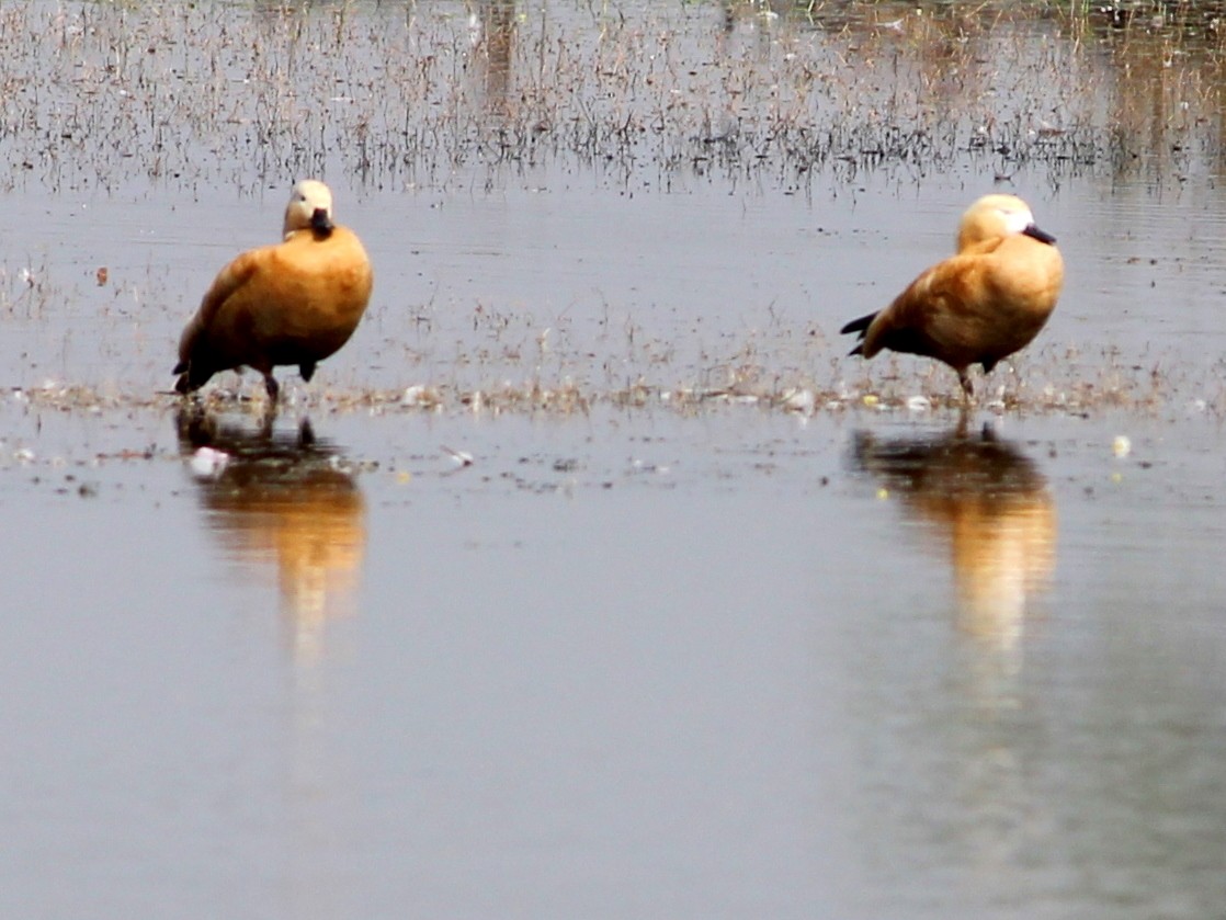 Ruddy Shelduck - ML206220961