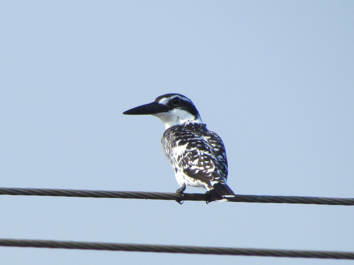 Pied Kingfisher - Rajubhai Patel