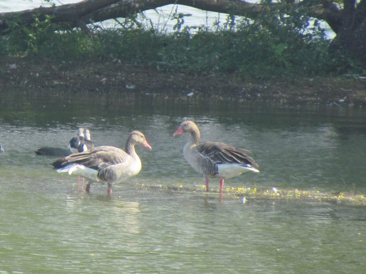 Graylag Goose - ML206221091