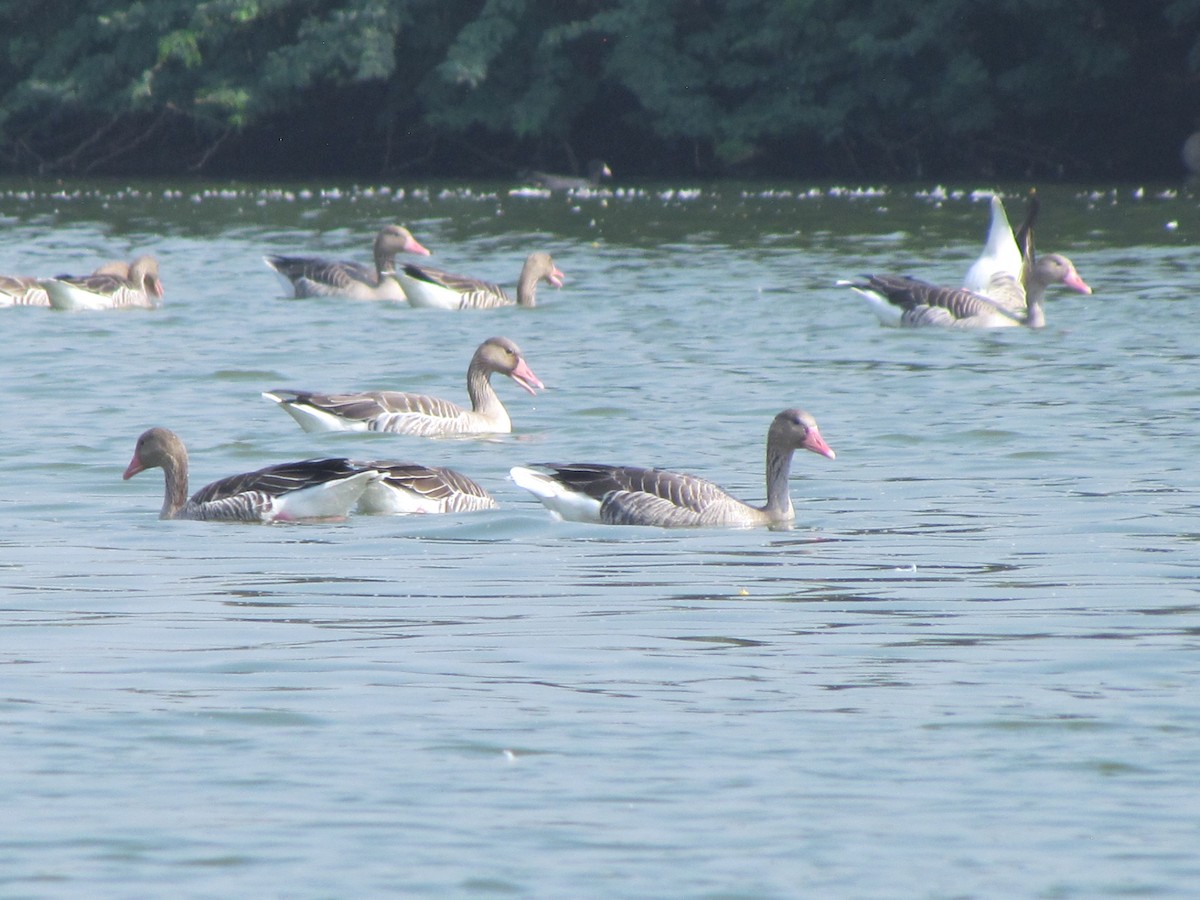 Graylag Goose - ML206221101