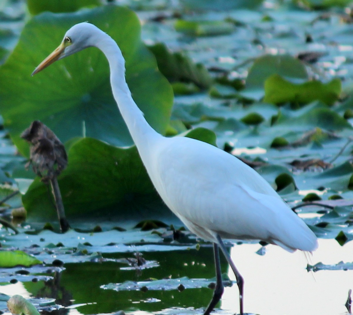 Medium Egret - Rajubhai Patel