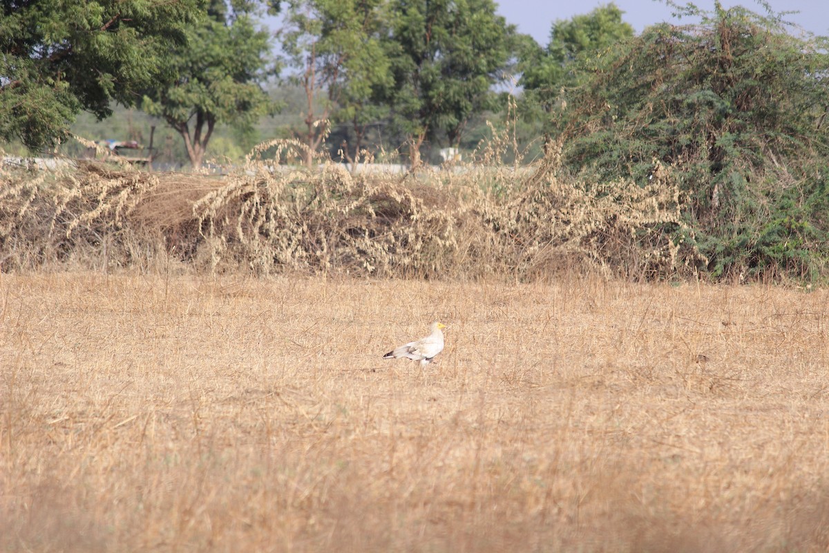 Egyptian Vulture - ML206222091