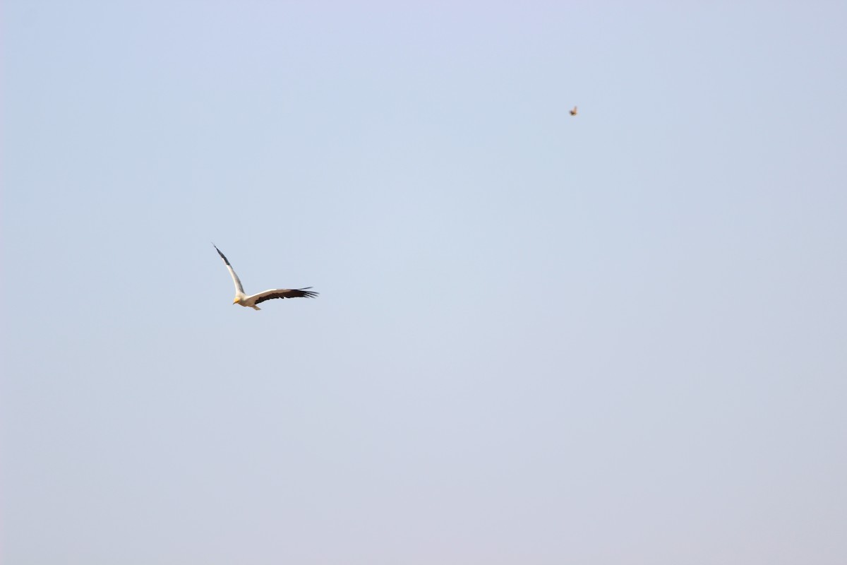 Egyptian Vulture - ML206222101