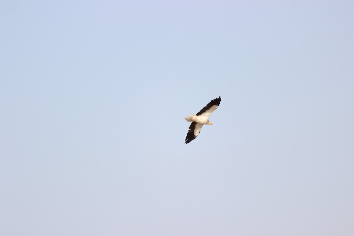 Egyptian Vulture - ML206222111