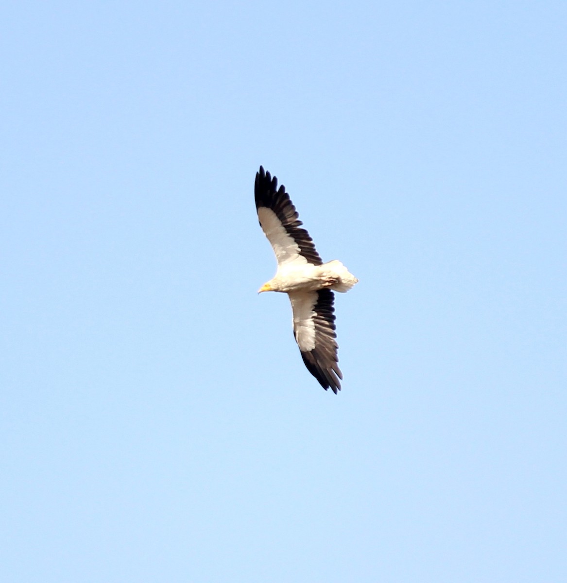 Egyptian Vulture - ML206222121