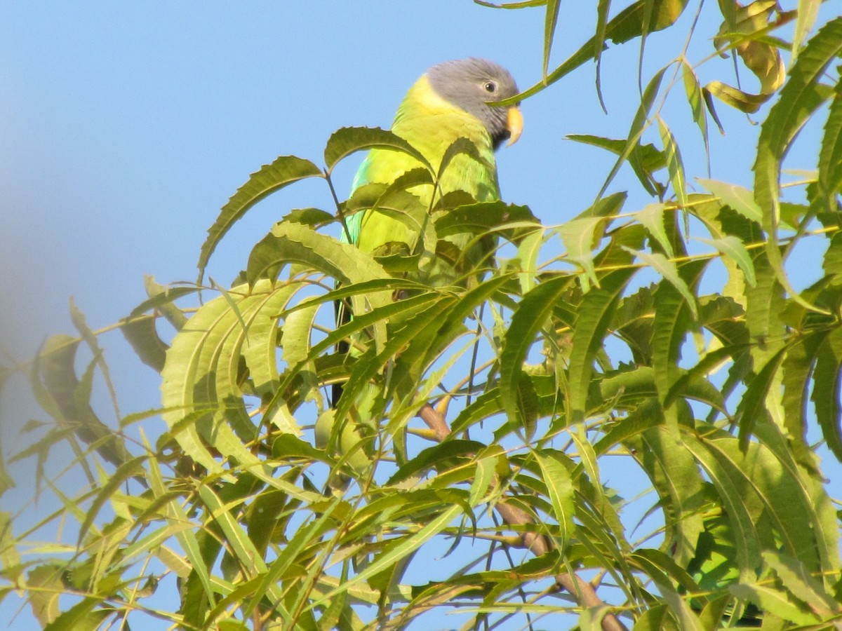 Plum-headed Parakeet - ML206222681