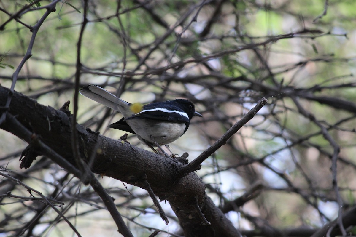 Oriental Magpie-Robin - ML206223871