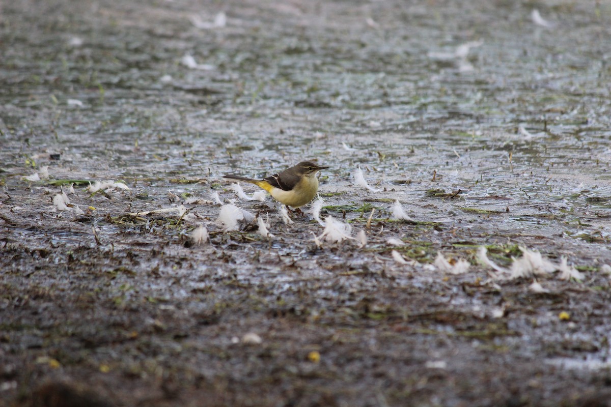 Gray Wagtail - ML206223891