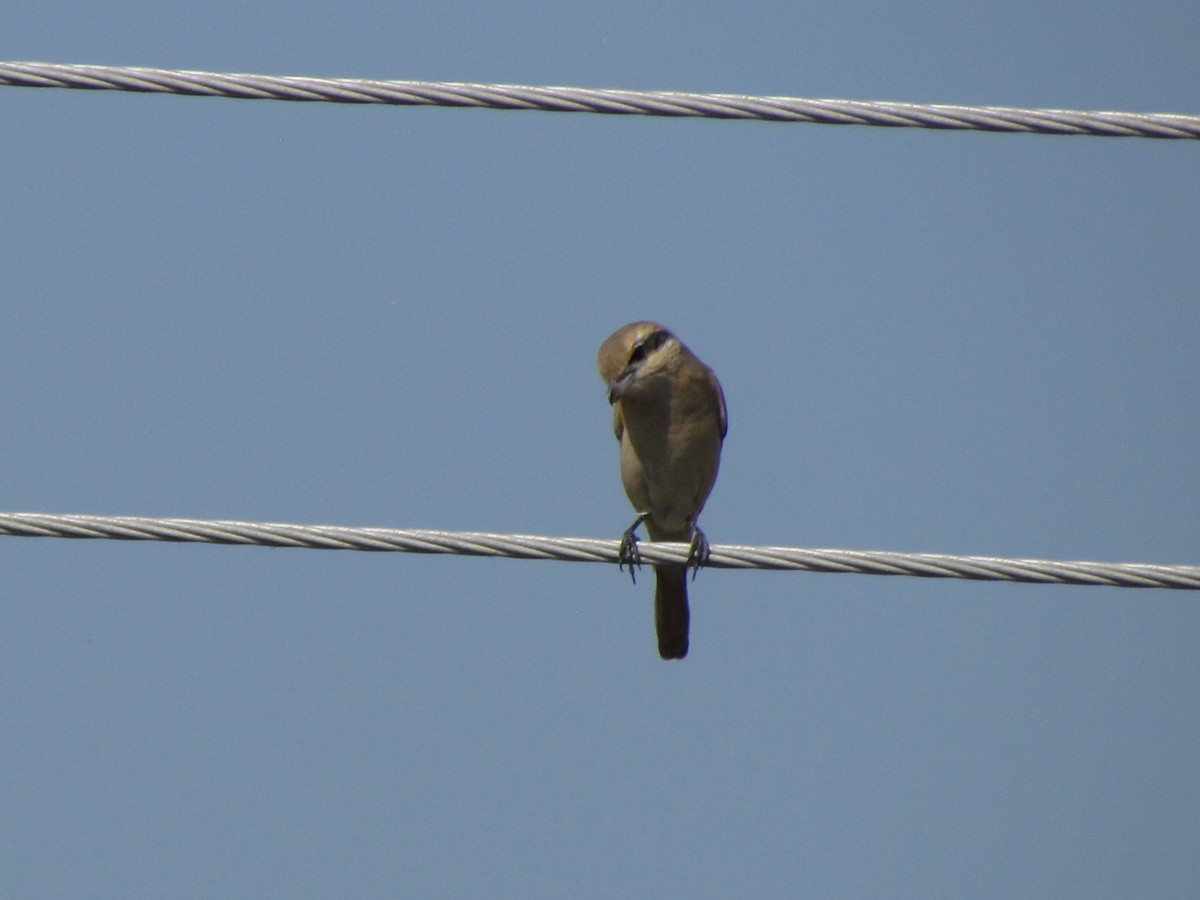 Isabelline Shrike - ML206224121