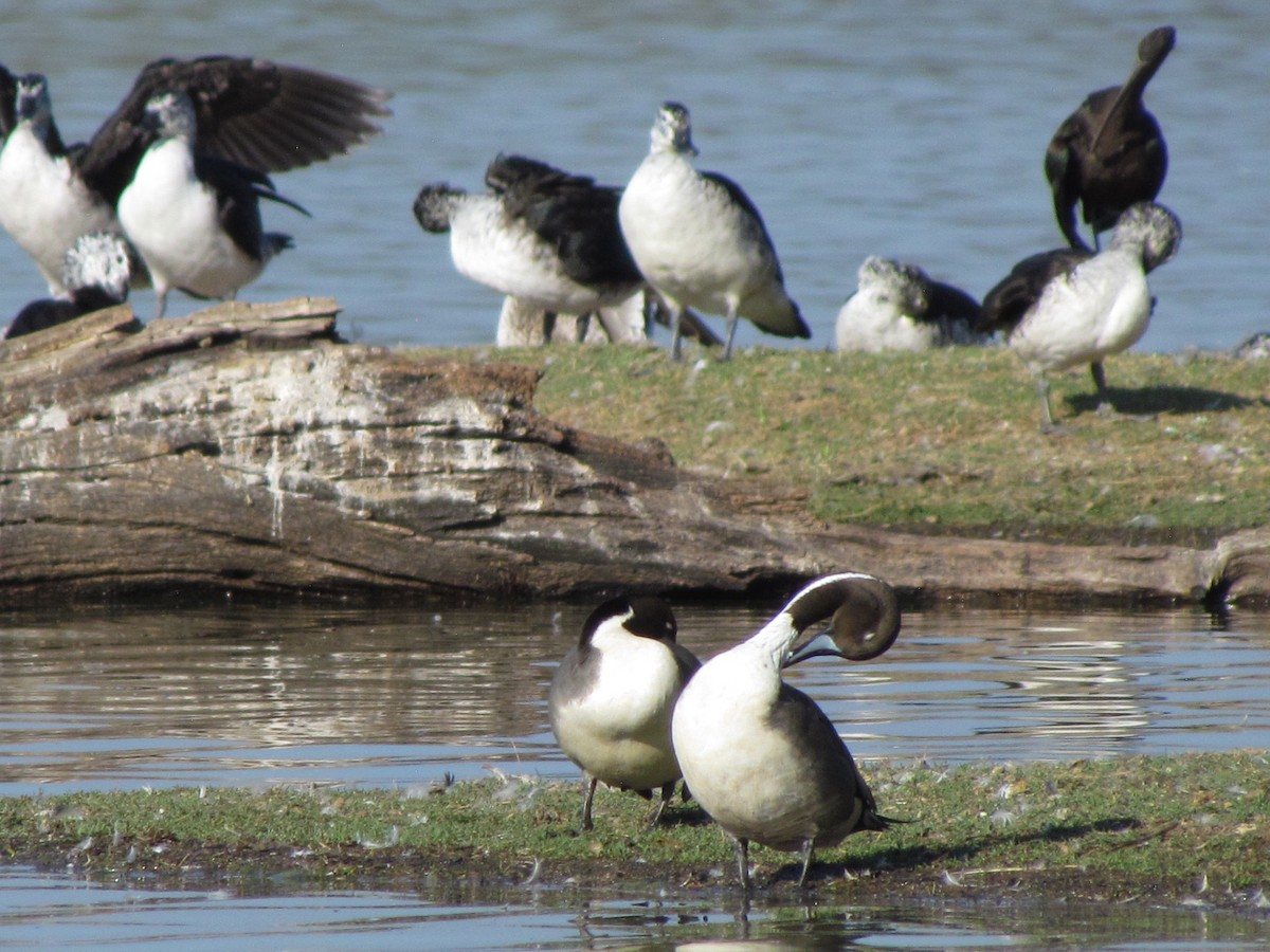 Northern Pintail - Rajubhai Patel