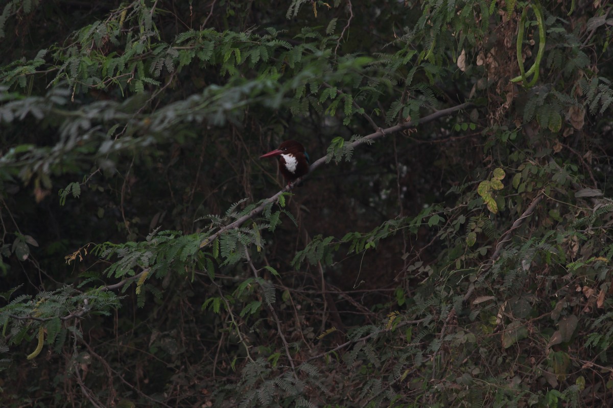 White-throated Kingfisher - ML206224301