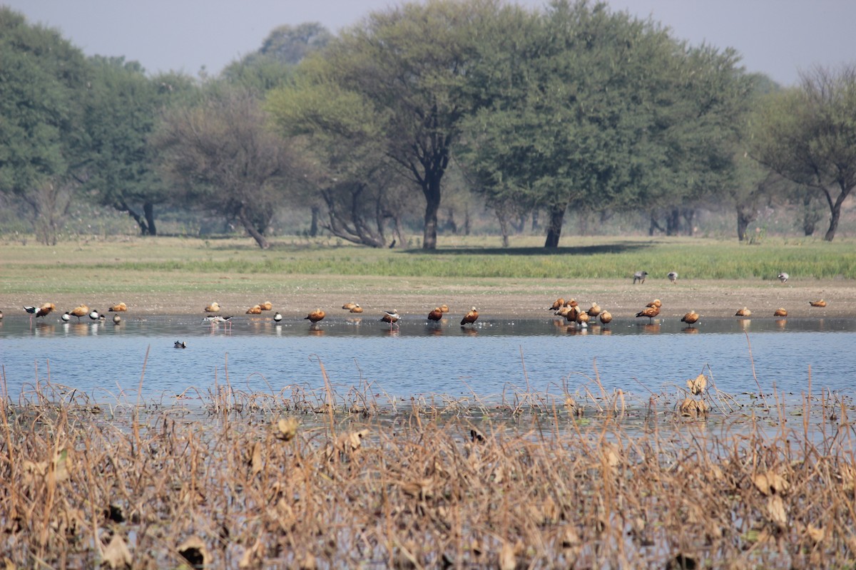 Ruddy Shelduck - ML206224341