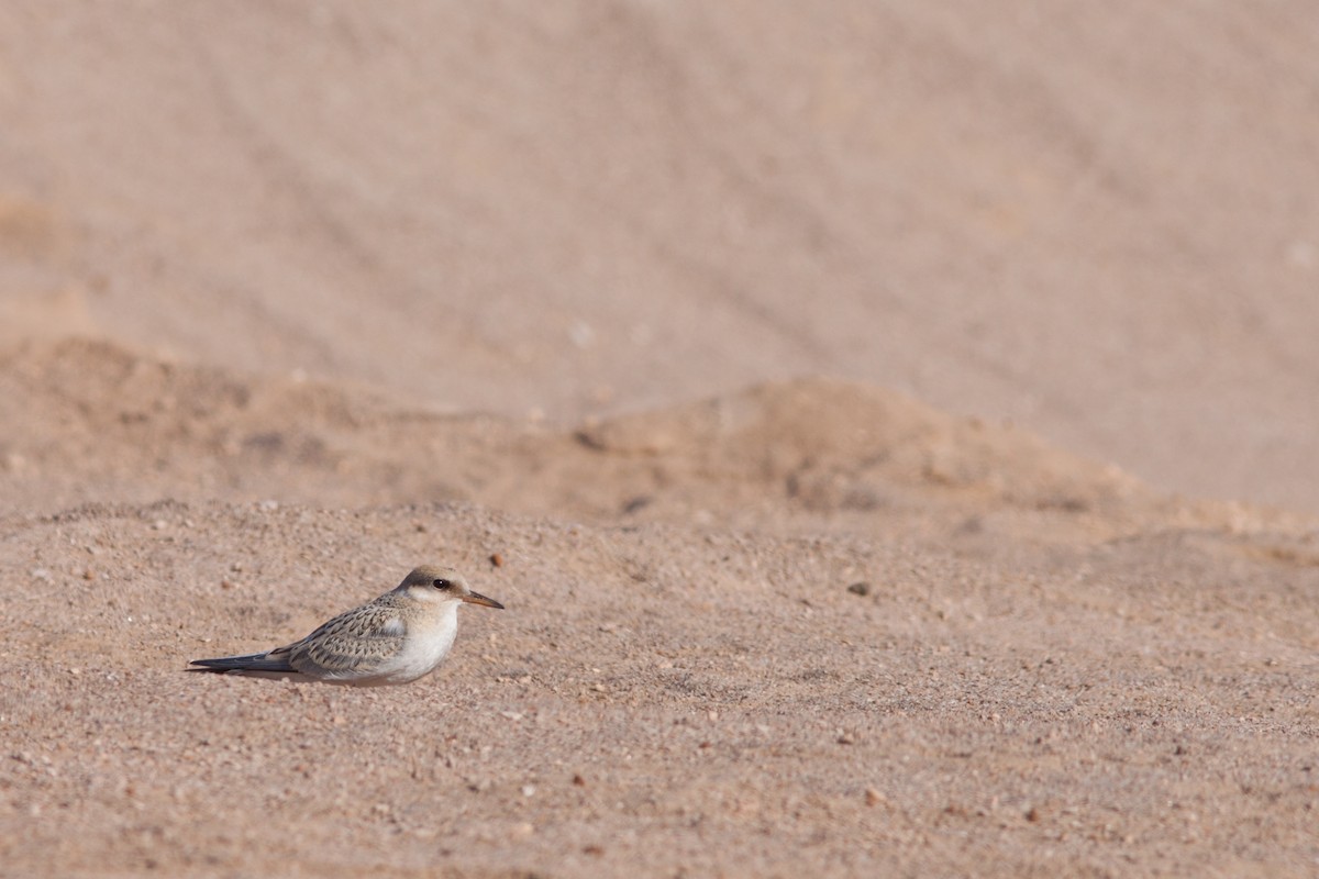 Peruvian Tern - ML20622461