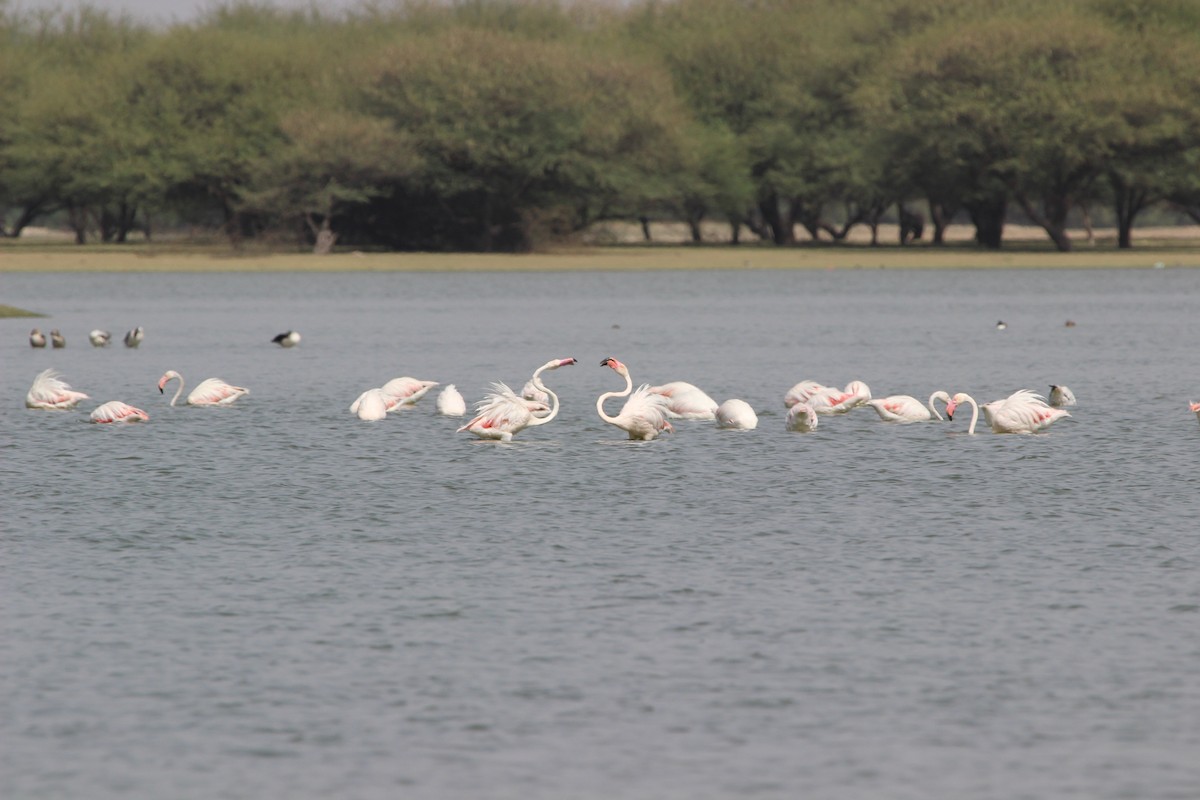 Greater Flamingo - ML206224841