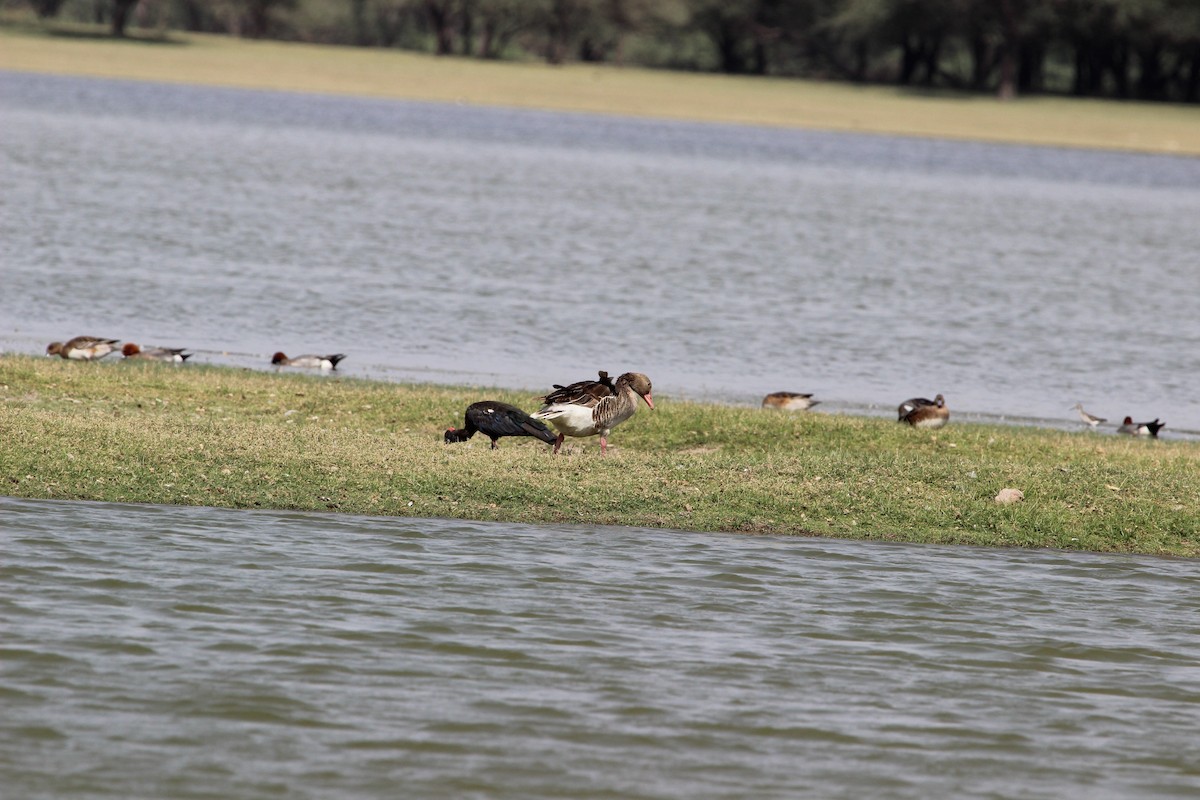 Graylag Goose - ML206224961