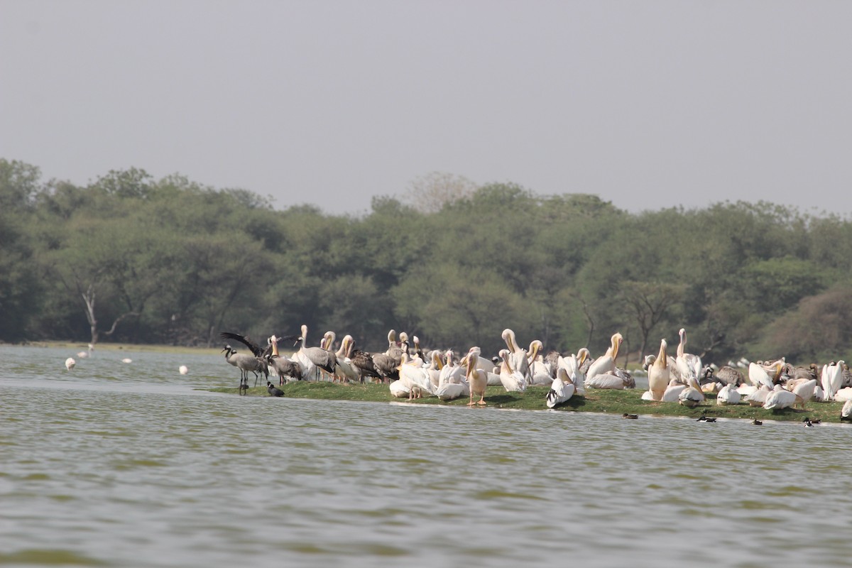 Great White Pelican - ML206225091