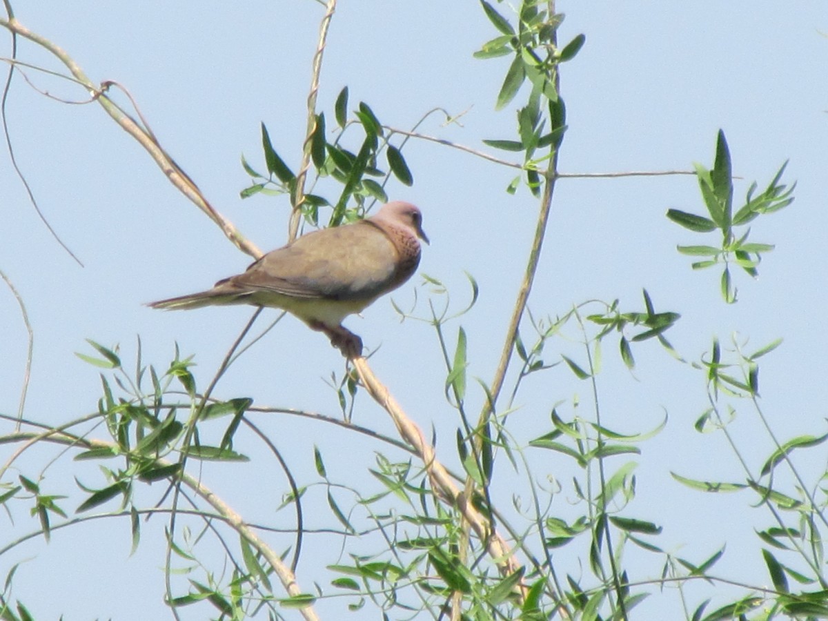 Laughing Dove - ML206225111