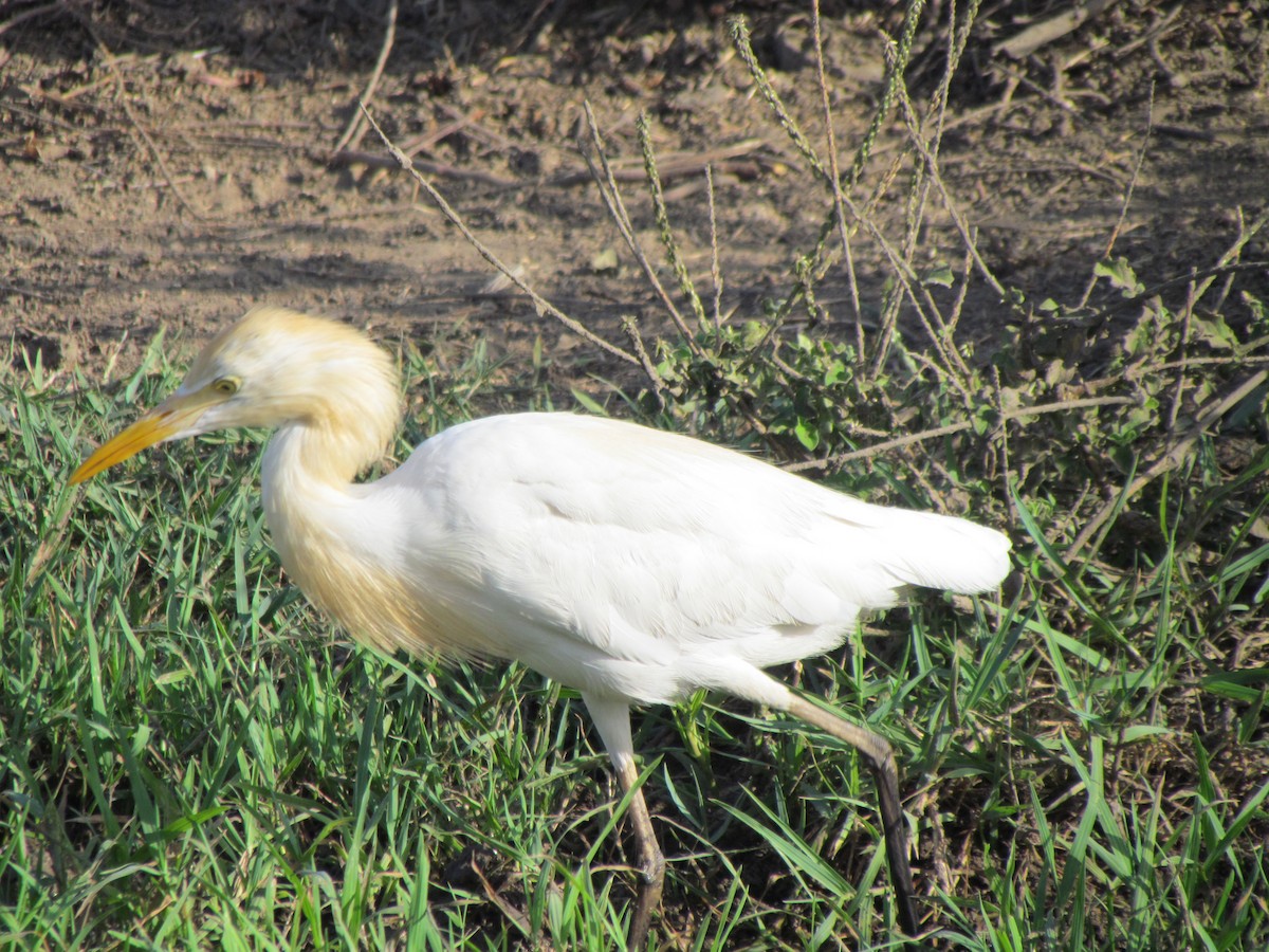 Eastern Cattle Egret - Rajubhai Patel