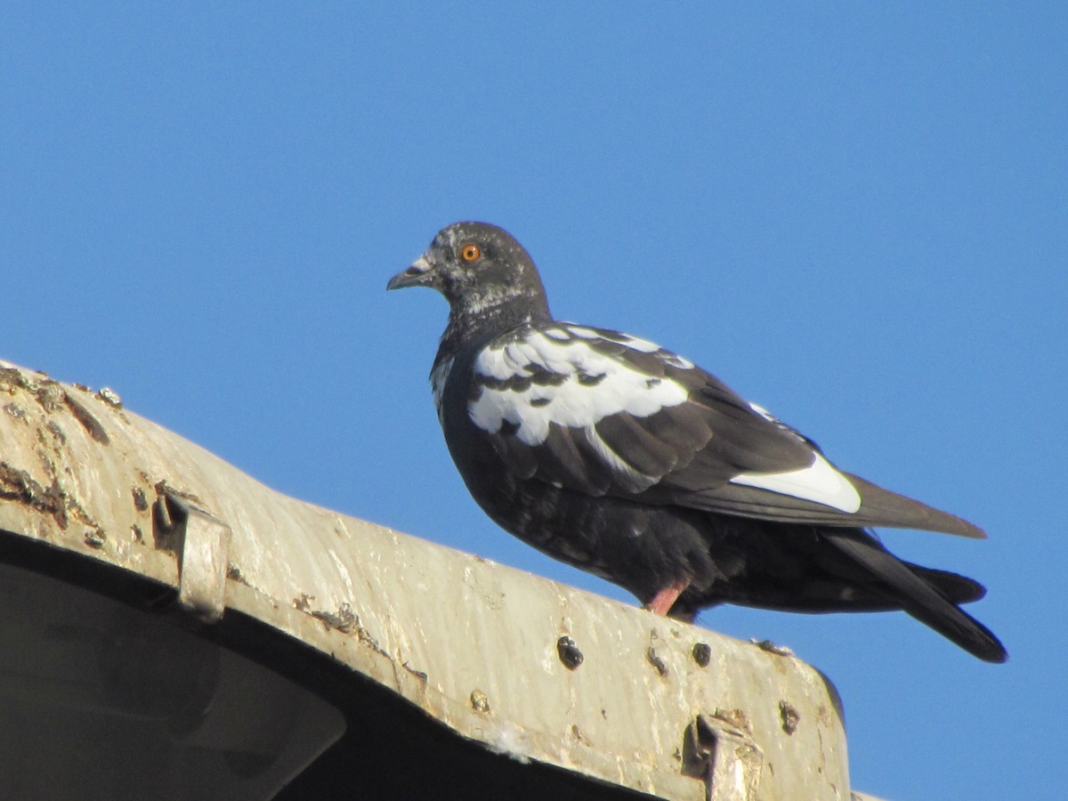 Rock Pigeon - Rajubhai Patel 🦩