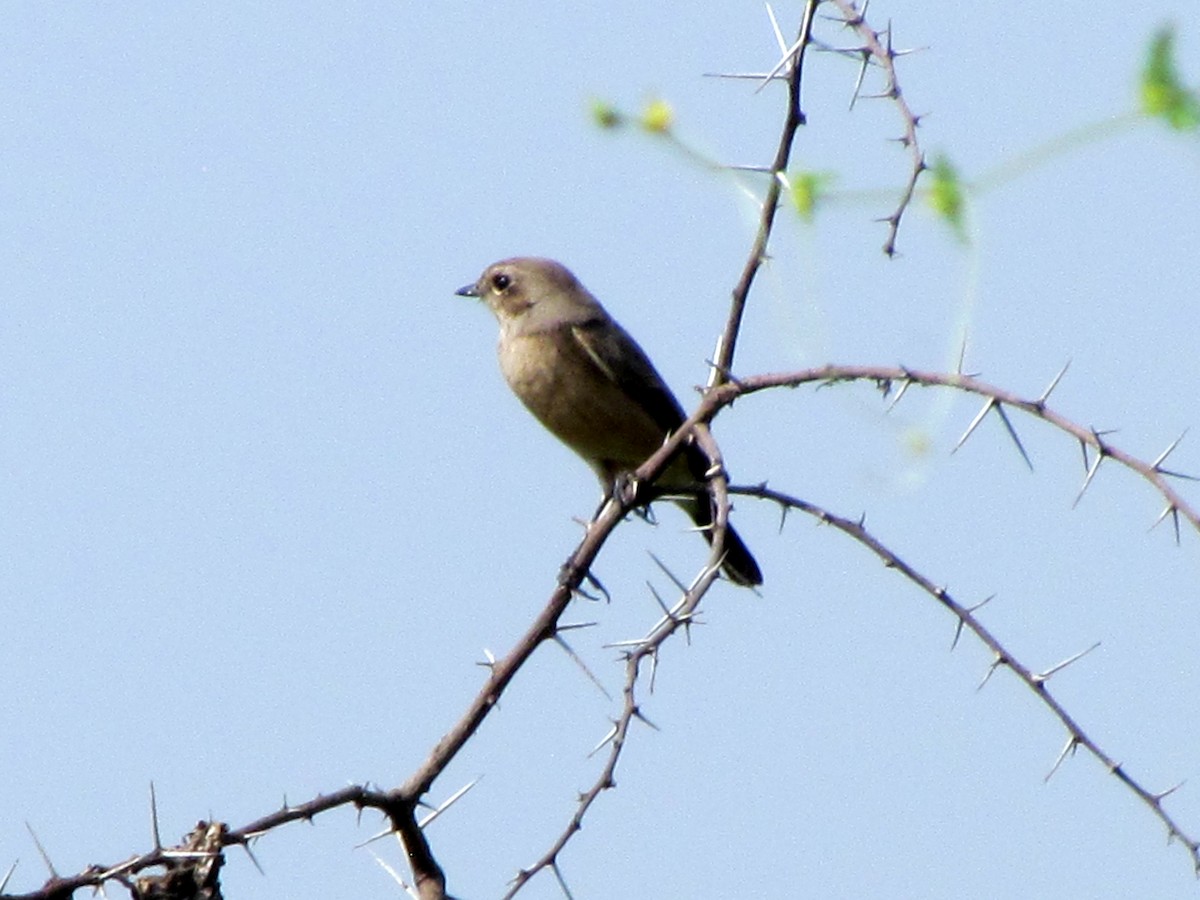 Black Redstart - ML206225881