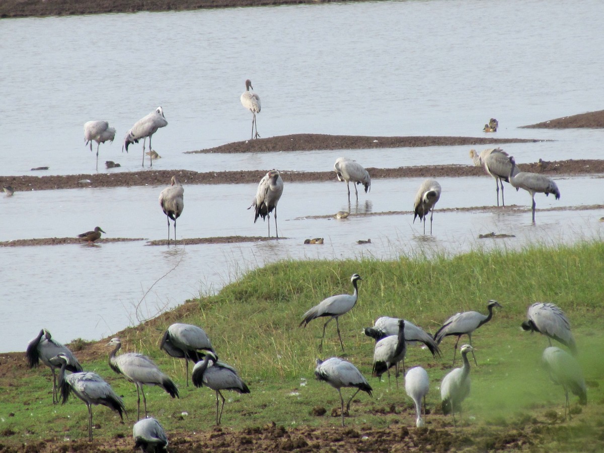 Demoiselle Crane - Rajubhai Patel