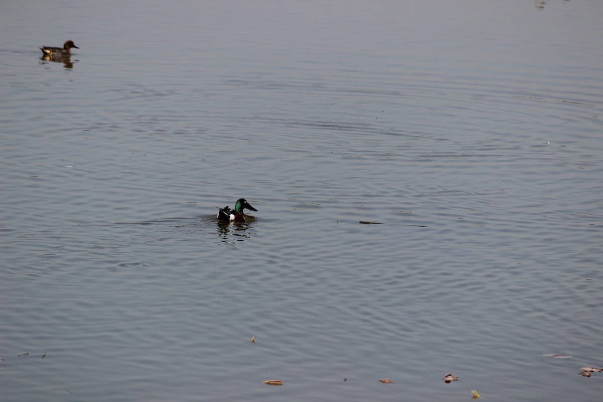 Northern Shoveler - Rajubhai Patel