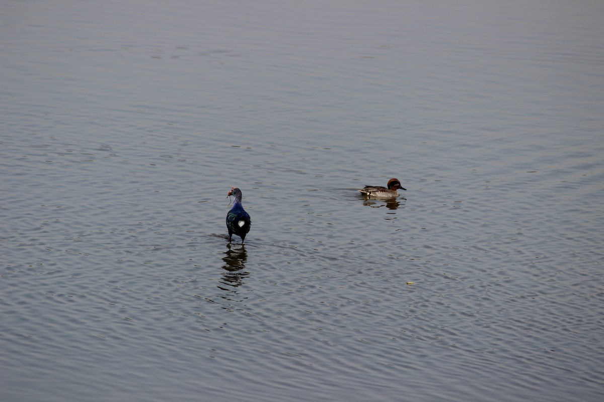 Gray-headed Swamphen - ML206226601