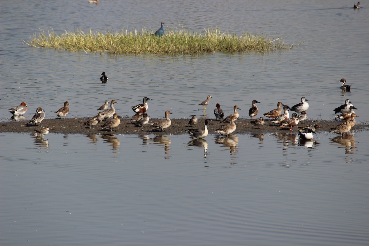 Northern Pintail - ML206226621