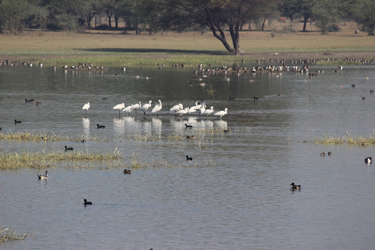 Eurasian Spoonbill - ML206226631