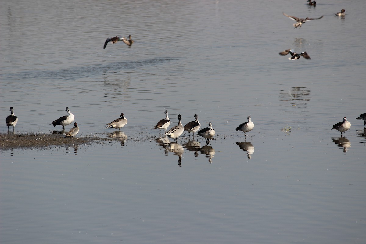 Northern Pintail - ML206226651