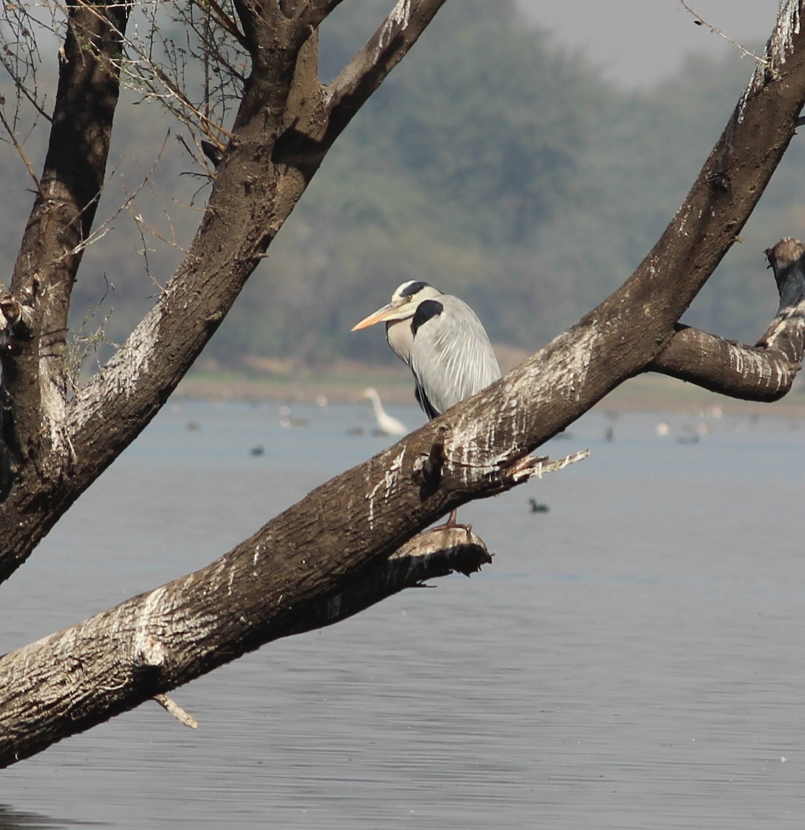 Gray Heron - ML206226671