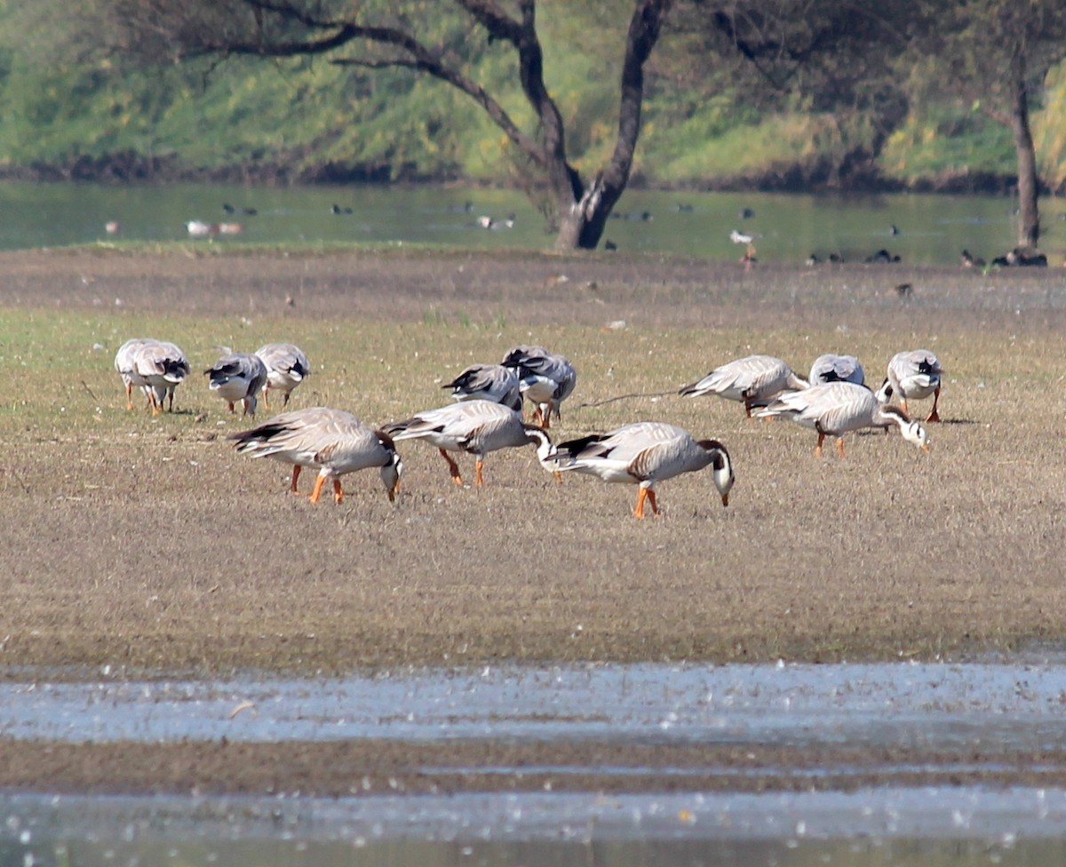 Bar-headed Goose - ML206226691