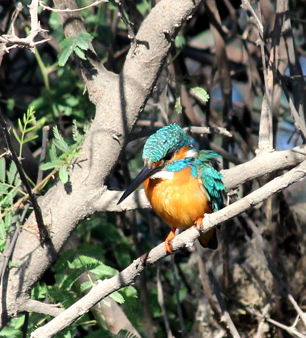 Common Kingfisher - ML206226711