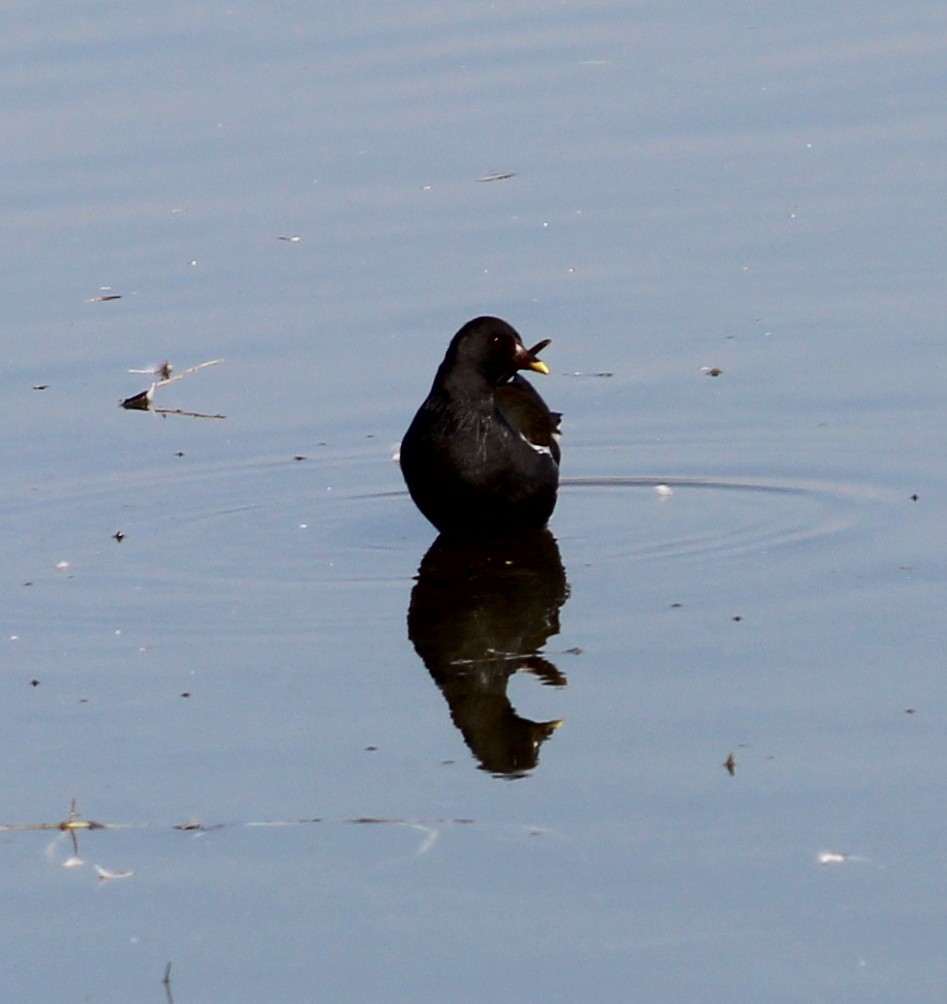 Eurasian Moorhen - Rajubhai Patel