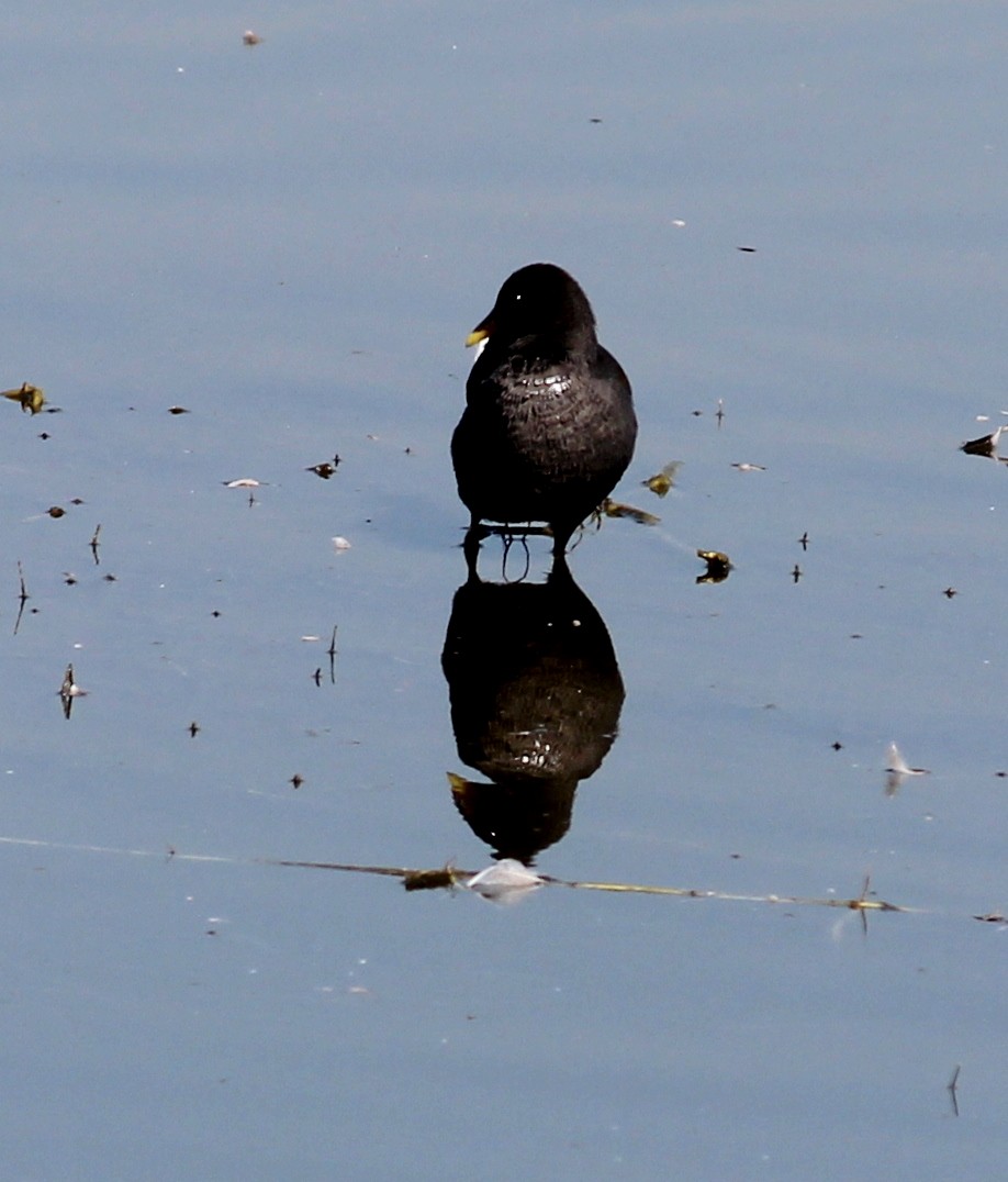 Eurasian Coot - Rajubhai Patel