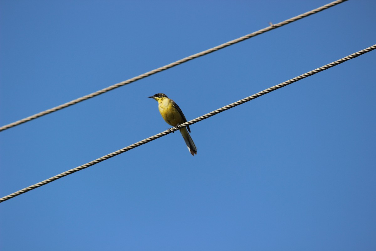 Western Yellow Wagtail - Rajubhai Patel