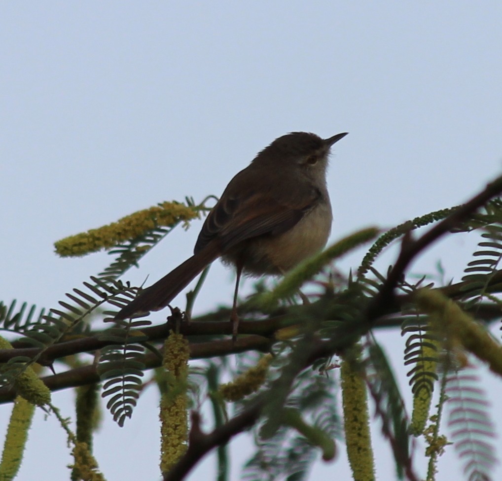 oiseau sp. - ML206226821