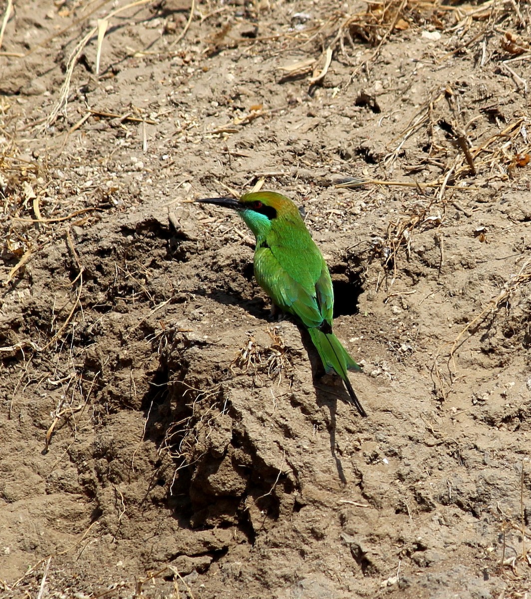 Asian Green Bee-eater - ML206226921
