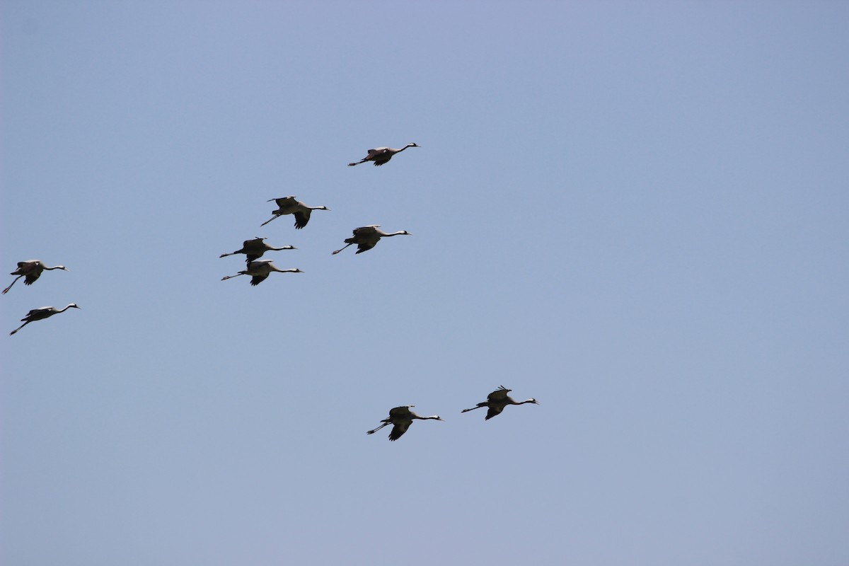 Common Crane - Rajubhai Patel