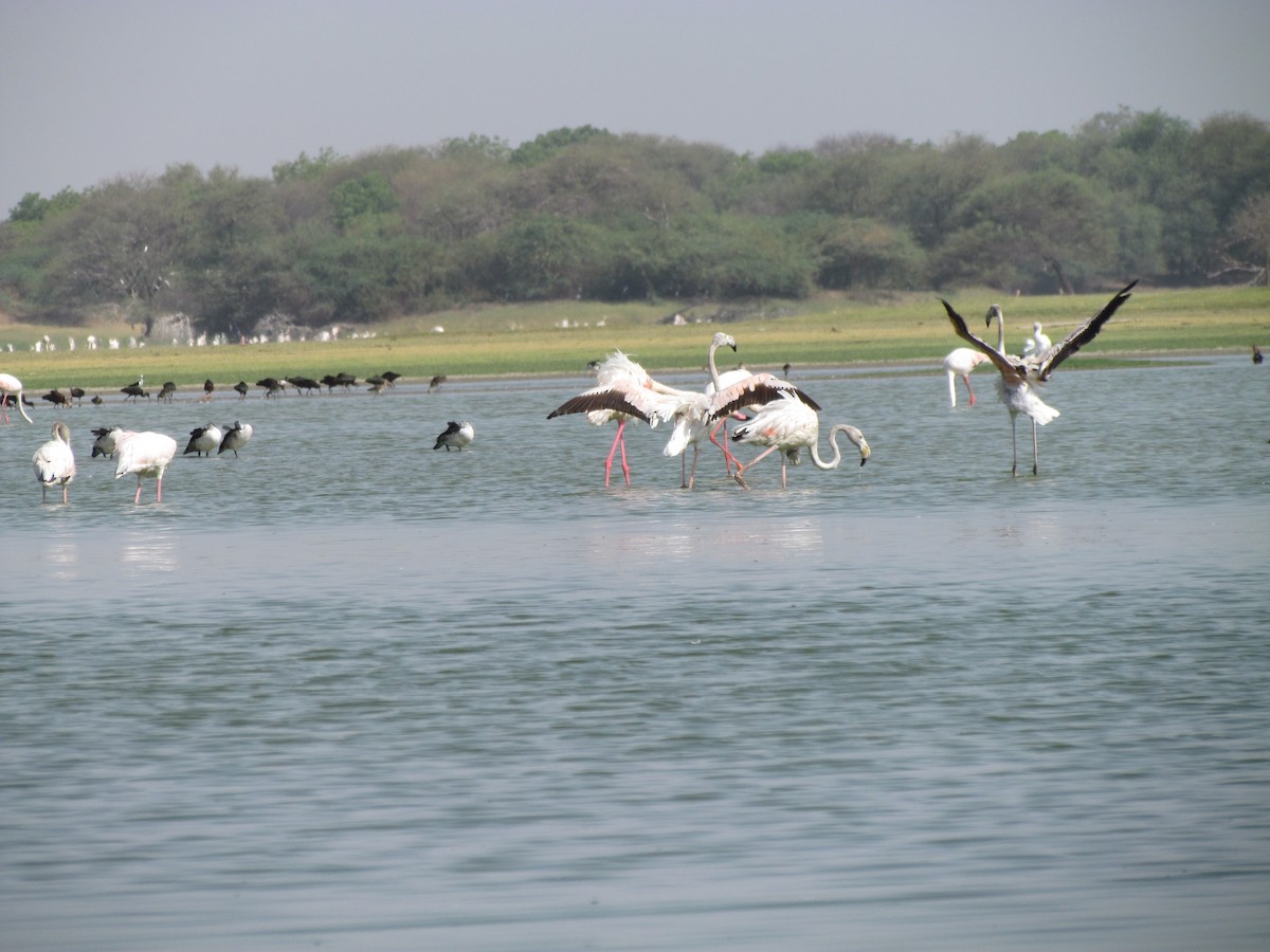 Greater Flamingo - Rajubhai Patel