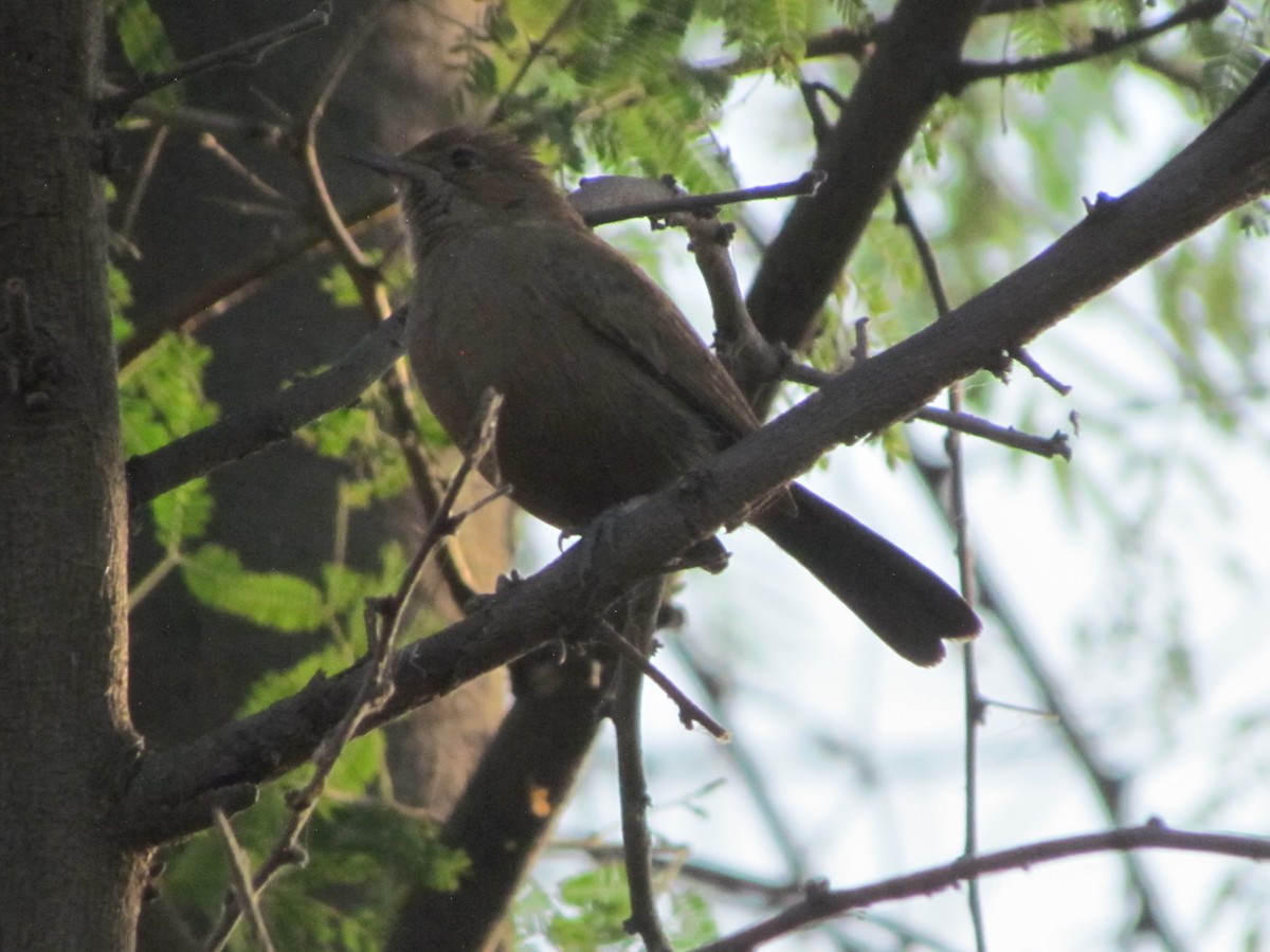 bird sp. - Rajubhai Patel